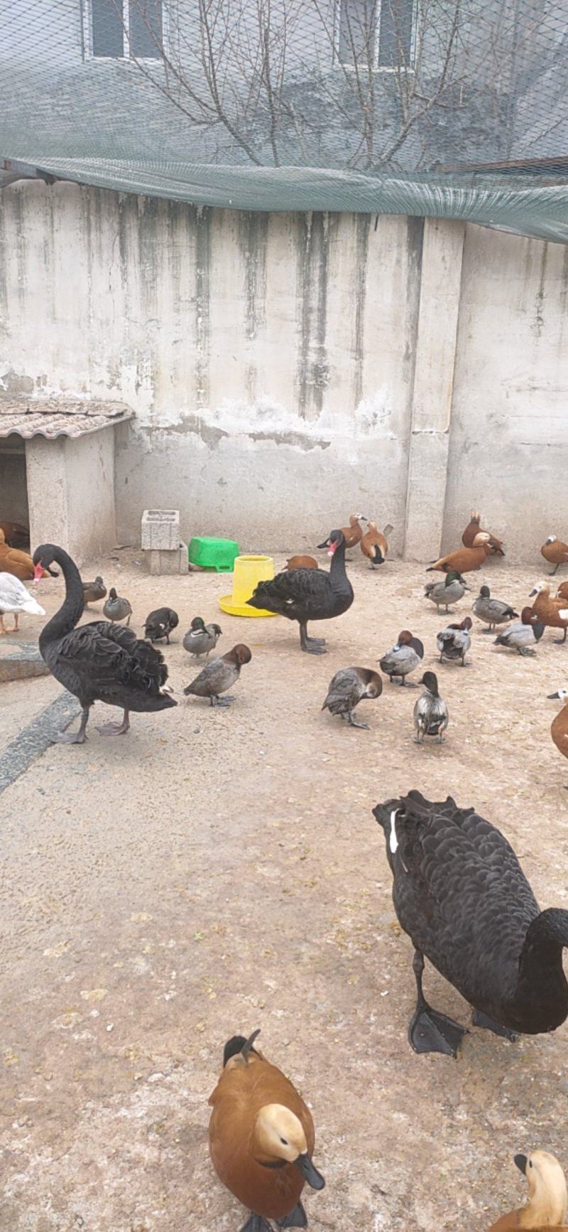 纯灰狮头鹅苗观赏狮头鹅小鹅苗黑天鹅蛋视频挑选厂价直销