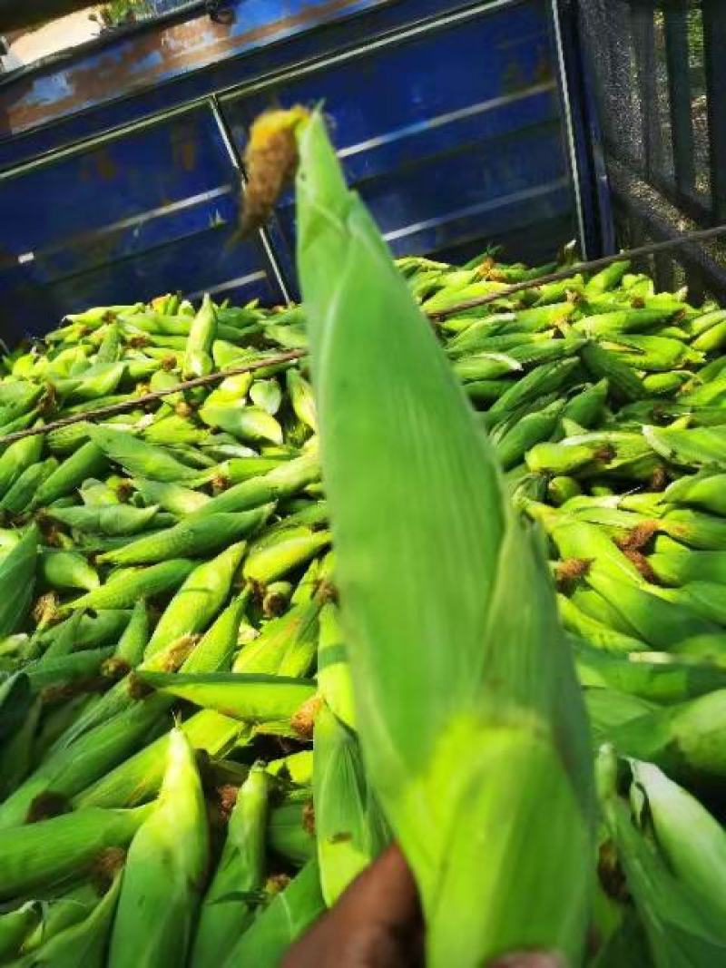 云南玉米