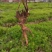 养心菜根丶茎