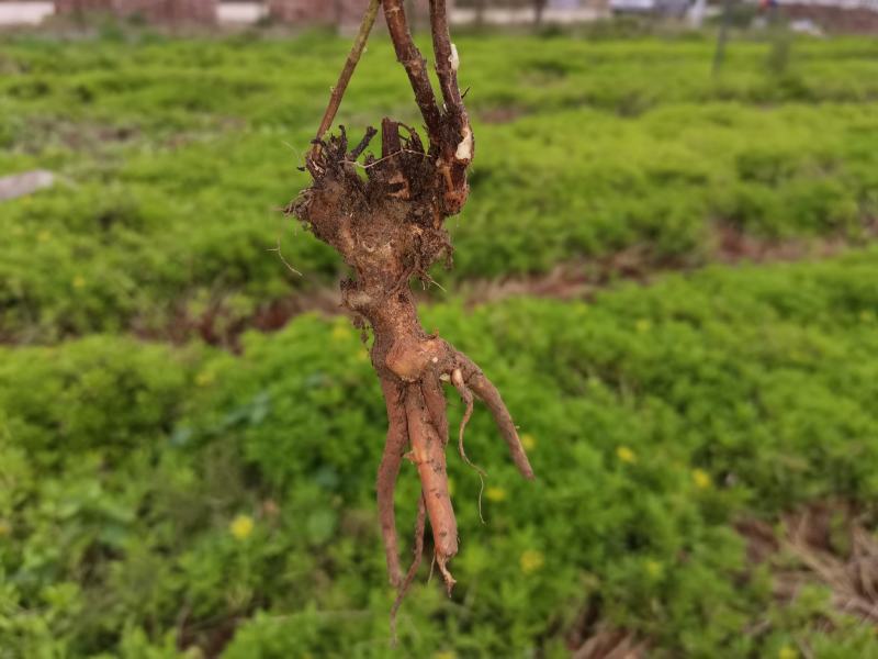 养心菜根丶茎