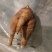 养心菜根丶茎