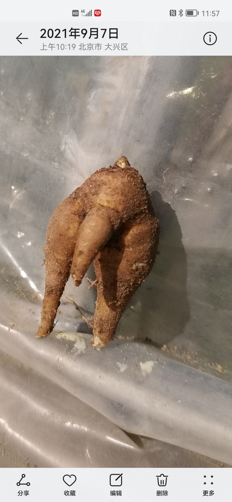 养心菜根丶茎