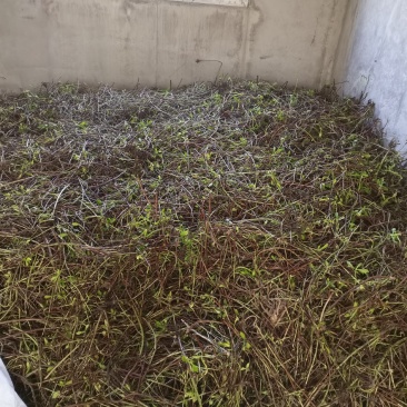 养心菜根丶茎