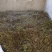 养心菜根丶茎