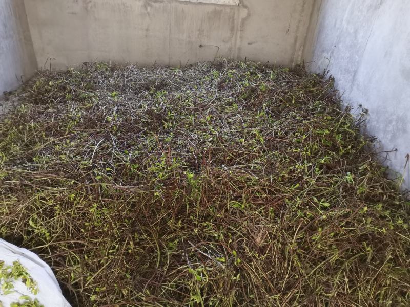 养心菜根丶茎