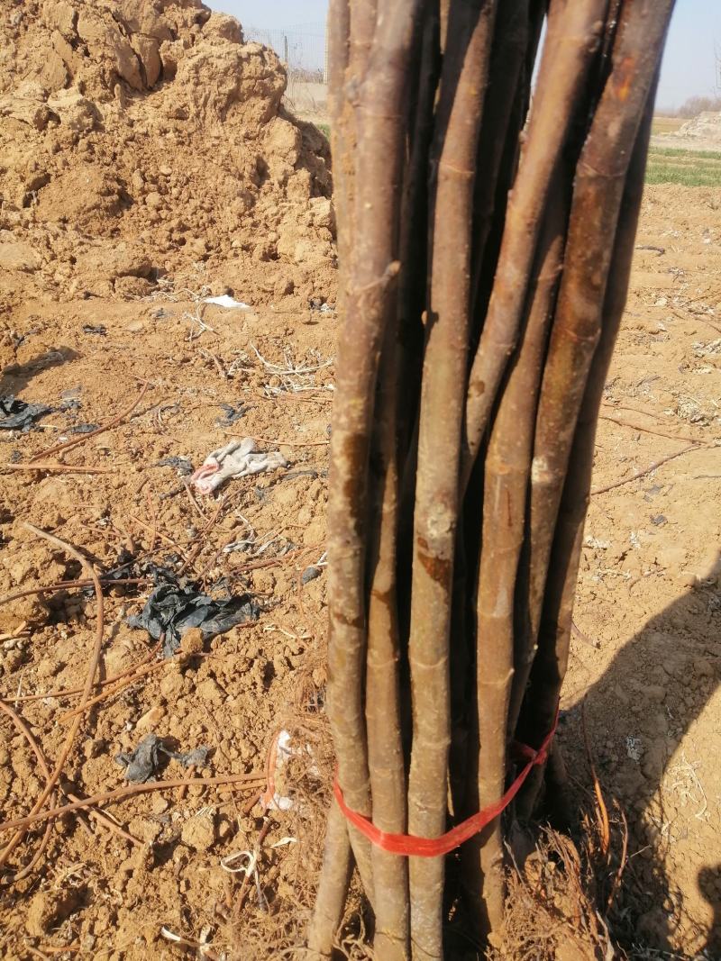 波姬红无花果树苗量大价格便宜