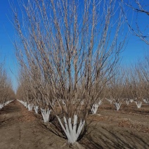 丛生白蜡自家苗圃大量热卖中价格优惠质量好数量大