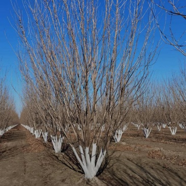 丛生白蜡自家苗圃大量热卖中价格优惠质量好数量大