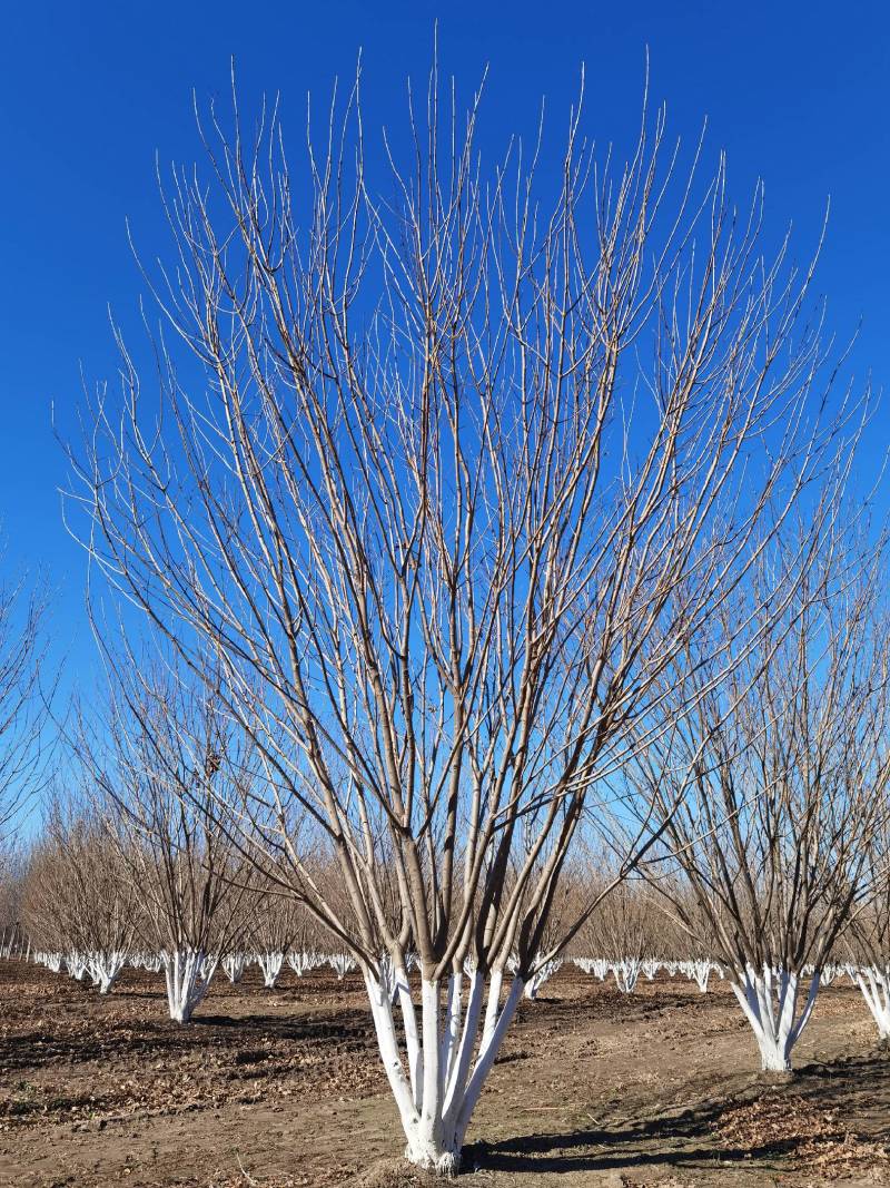 丛生白蜡自家苗圃大量热卖中价格优惠质量好数量大