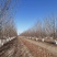丛生白蜡自家苗圃大量热卖中价格优惠质量好数量大
