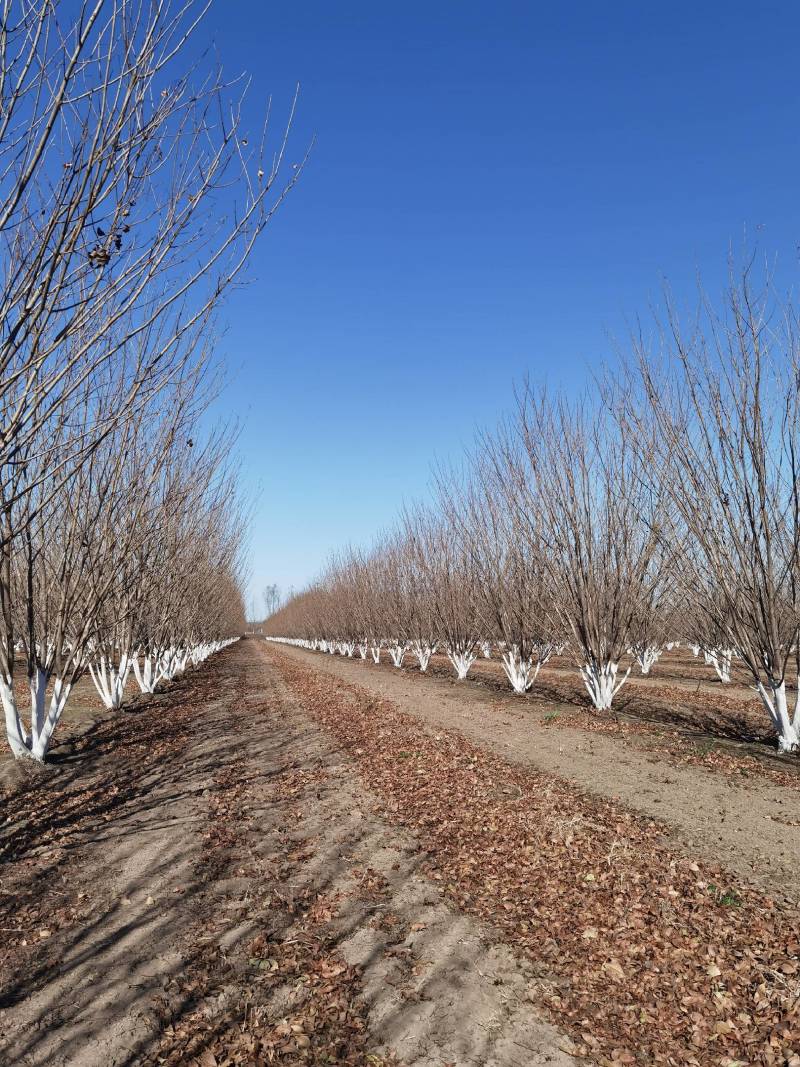丛生白蜡自家苗圃大量热卖中价格优惠质量好数量大