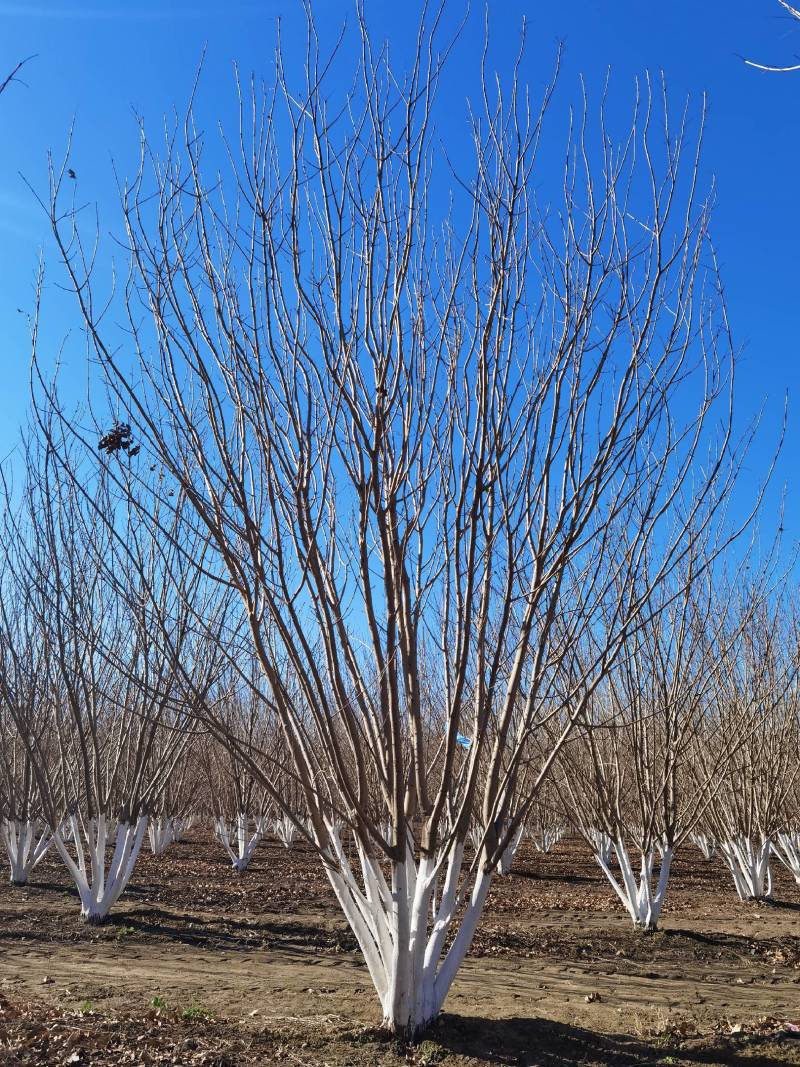 丛生白蜡自家苗圃大量热卖中价格优惠质量好数量大