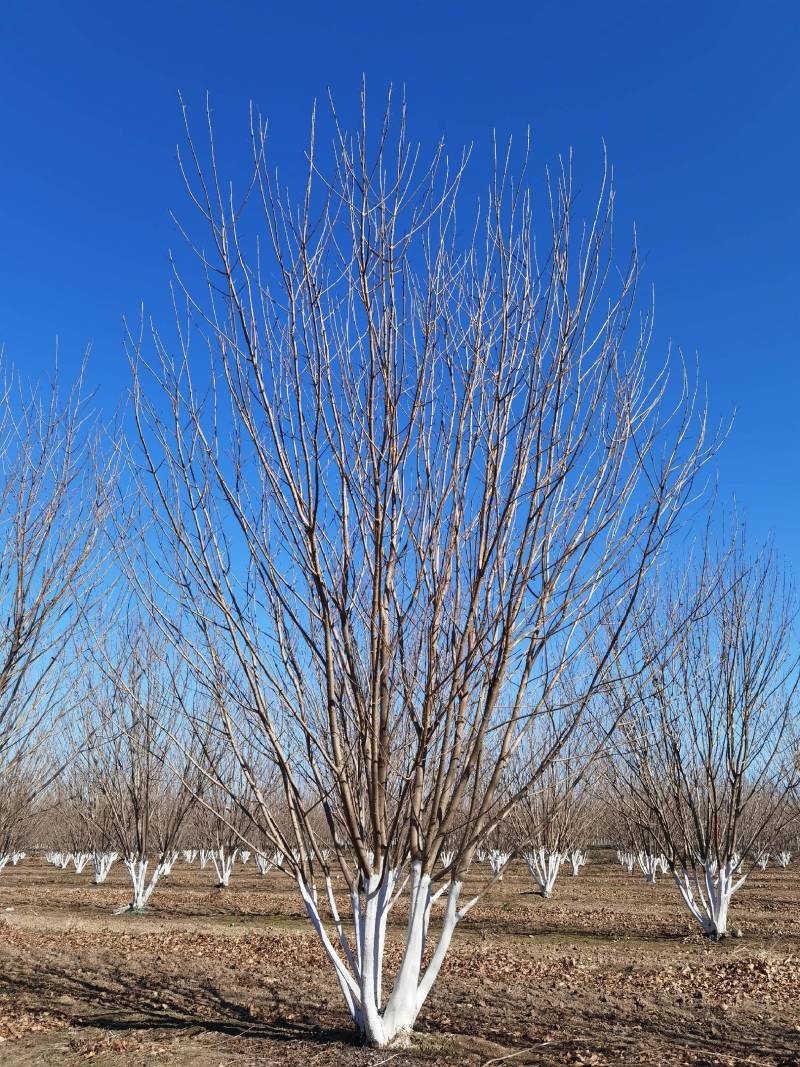 丛生白蜡自家苗圃大量热卖中价格优惠质量好数量大