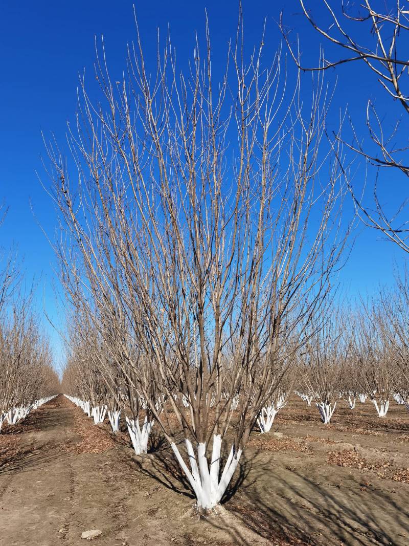 丛生白蜡自家苗圃大量热卖中价格优惠质量好数量大