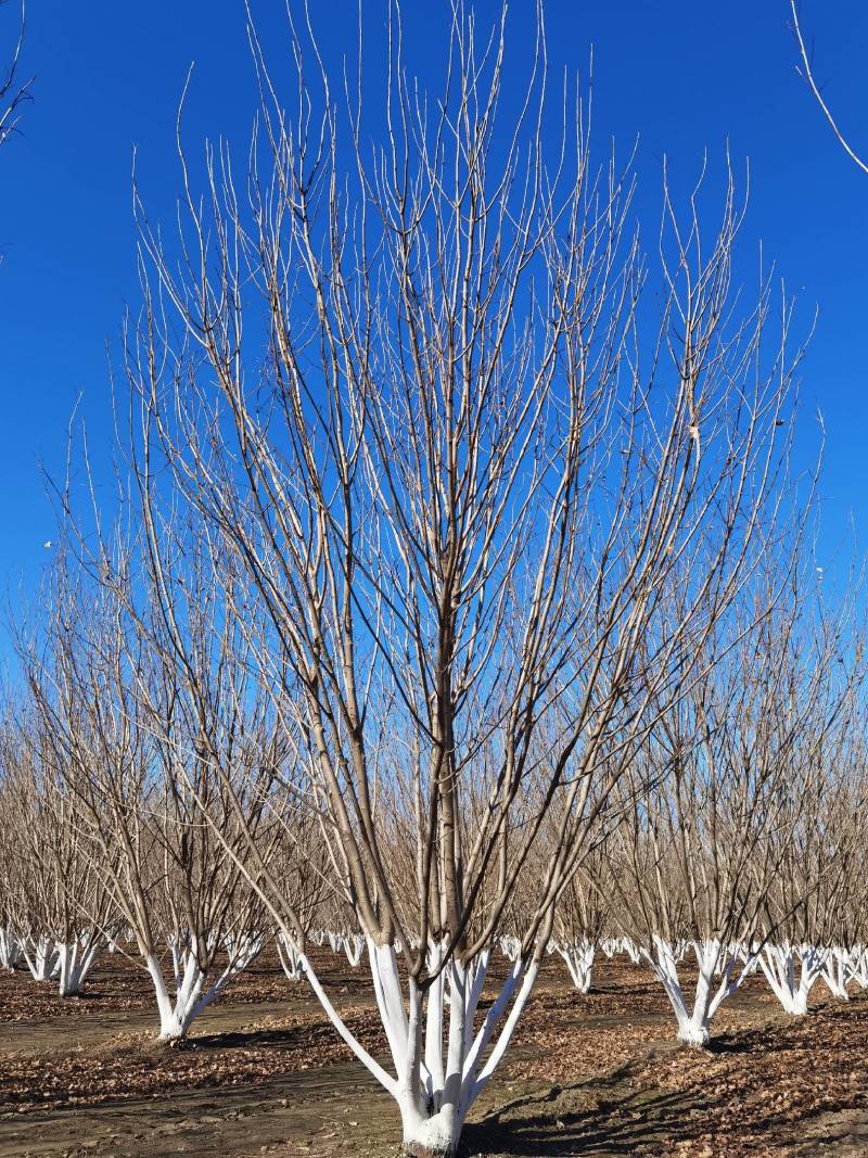 丛生白蜡自家苗圃大量热卖中价格优惠质量好数量大
