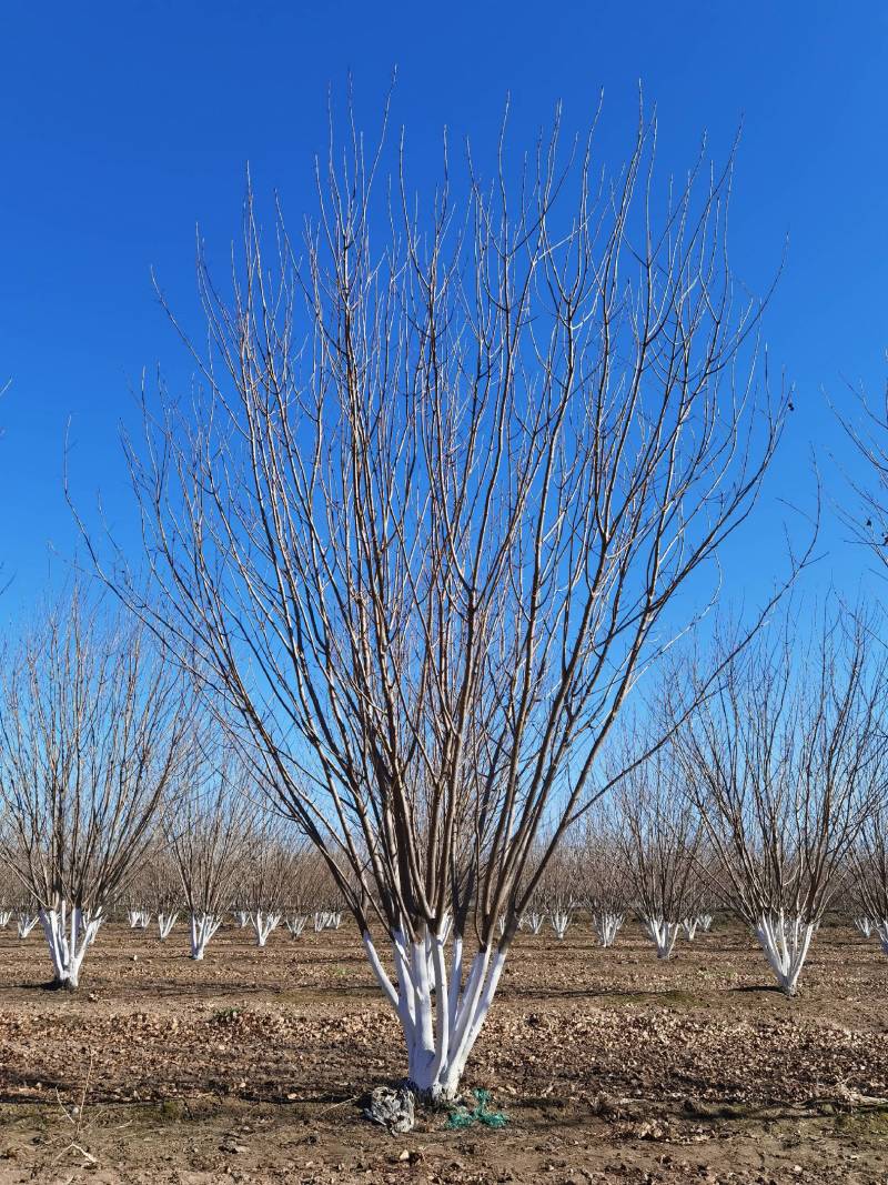 丛生白蜡自家苗圃大量热卖中价格优惠质量好数量大