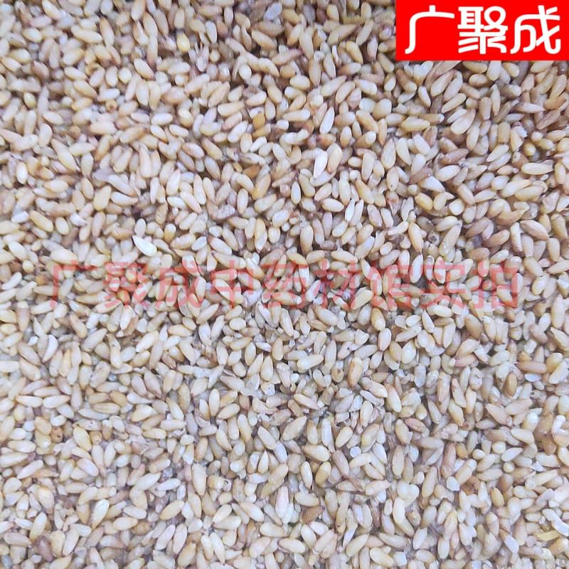 【实拍】柏子仁柏籽仁新货去壳饱满一公斤起批
