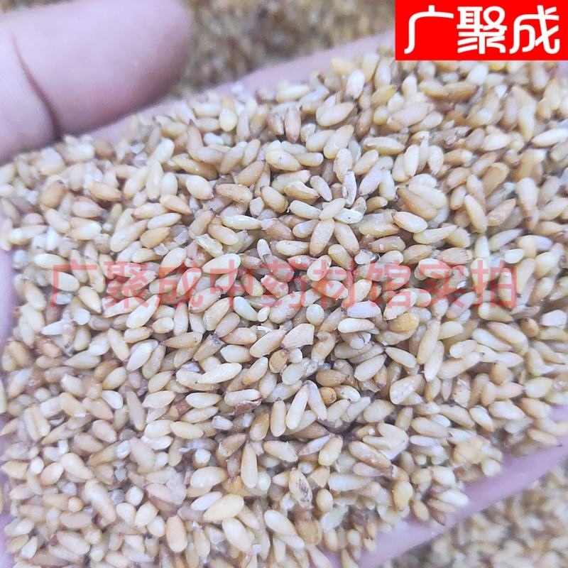 【实拍】柏子仁柏籽仁新货去壳饱满一公斤起批