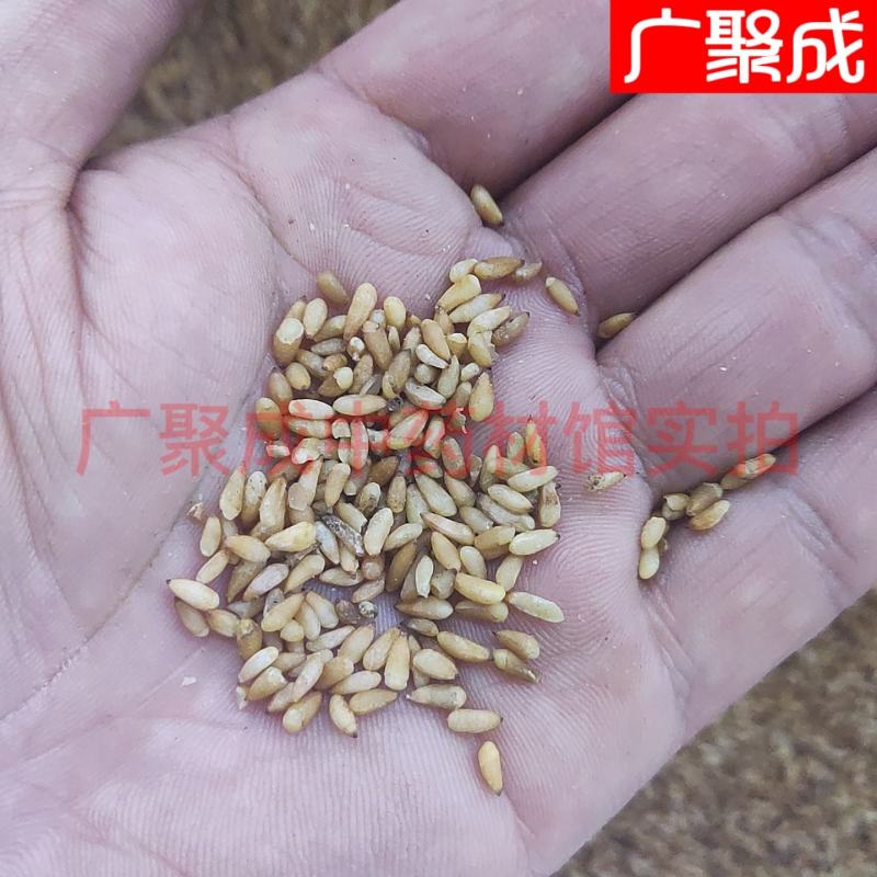 【实拍】柏子仁柏籽仁新货去壳饱满一公斤起批