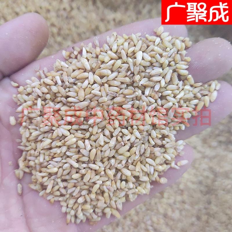 【实拍】柏子仁柏籽仁新货去壳饱满一公斤起批
