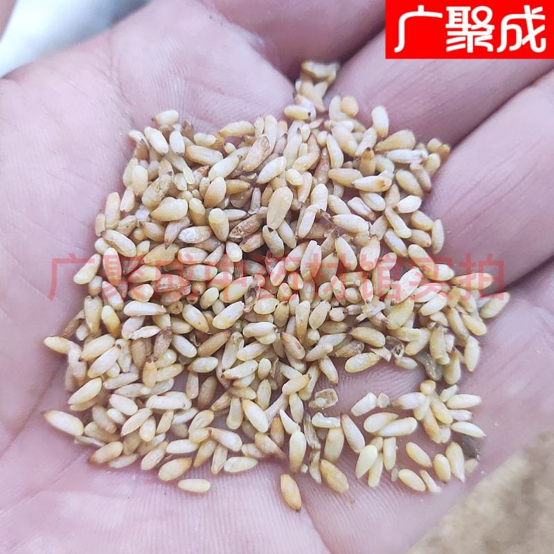 【实拍】柏子仁柏籽仁新货去壳饱满一公斤起批