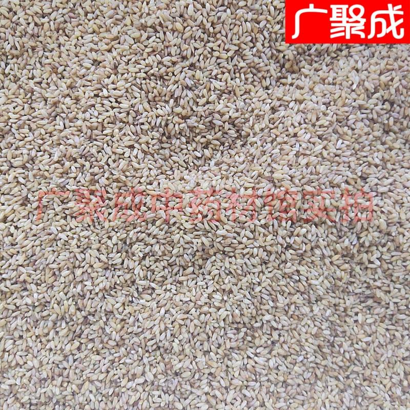 【实拍】柏子仁柏籽仁新货去壳饱满一公斤起批