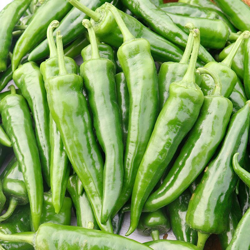 【青椒】辣椒新鲜蔬菜薄皮青椒牛角椒尖椒现摘青辣椒，包邮