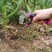 挖荠菜蒲公英铲子栽花铲子挖蒜铲挖野菜铲子铁铲子移花铲子