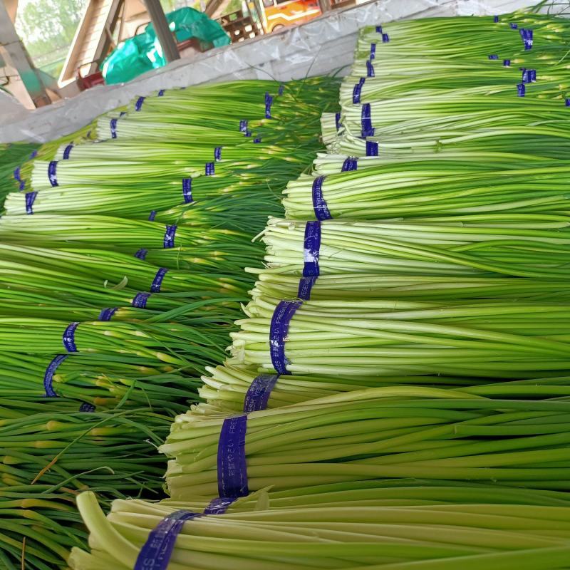 邳州精品白帽蒜苔邳州精品白帽蒜苔