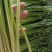 邳州精品白帽蒜苔邳州精品白帽蒜苔
