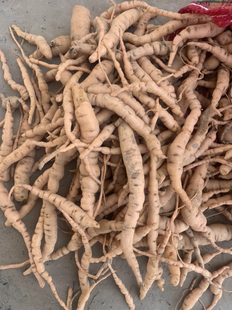 生地种，生地种子种植基地，生地黄种苗批发，生地苗价格