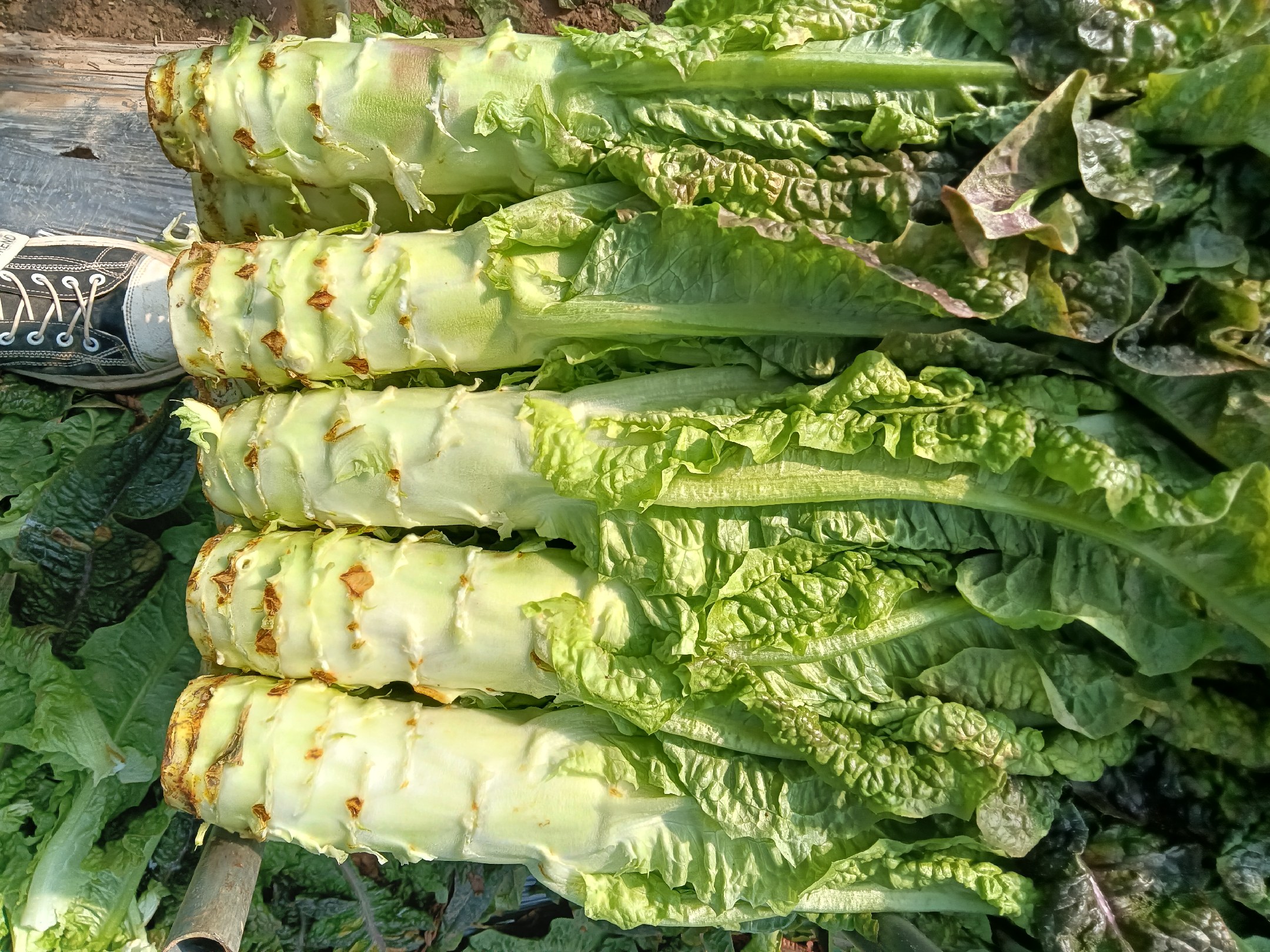 两张并列图片,左侧为新鲜翠绿的莴苣整株,带有叶片和粗壮茎部;右侧为淡黄绿色的条状干制贡菜,呈细长条形,表面有明显纵向纹理,质地干燥,旁边配有泡发后的贡菜样本 贡菜与新鲜莴苣对比图