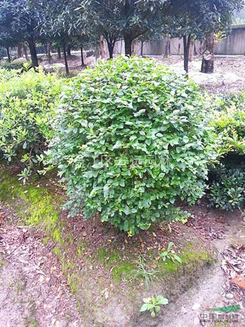河北丁香球，河北丁香球厂家直销