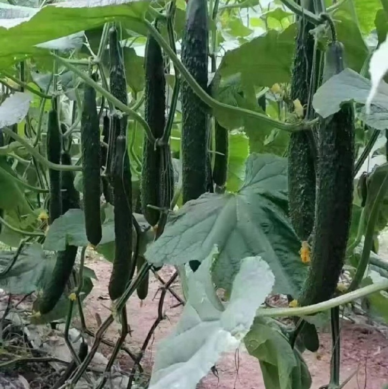 黄瓜，油亮密刺带花，产地直销。直供商标市场