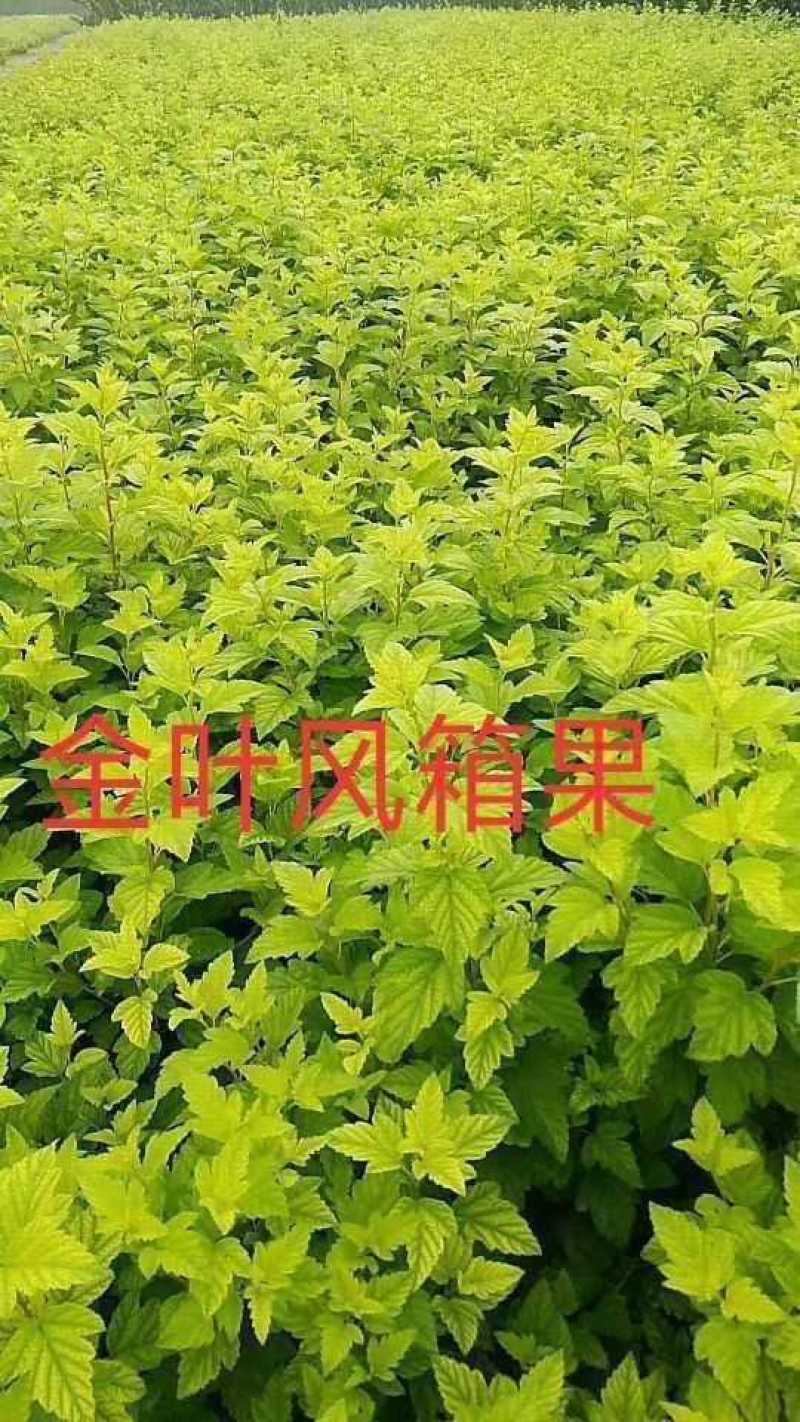 河北金叶风箱果，紫叶风箱果