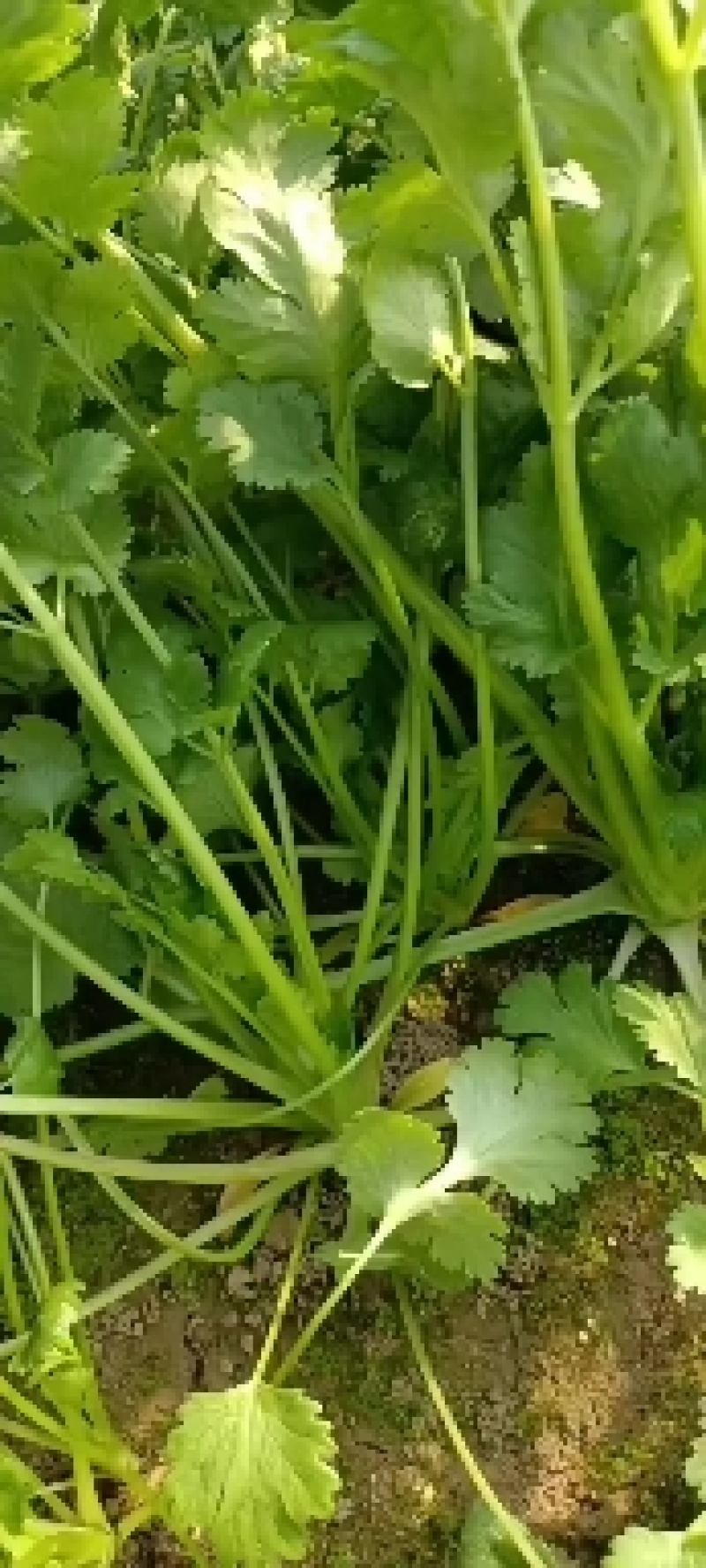 大叶香菜精品