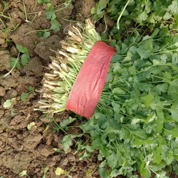 大叶香菜精品