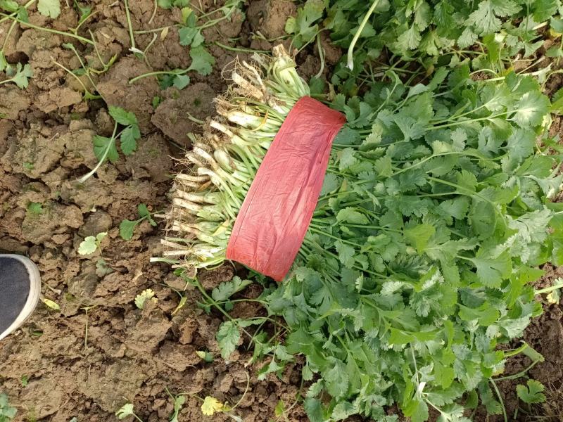 大叶香菜精品
