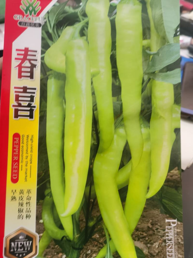 优美春喜黄皮椒优美518抗病耐寒热辣椒