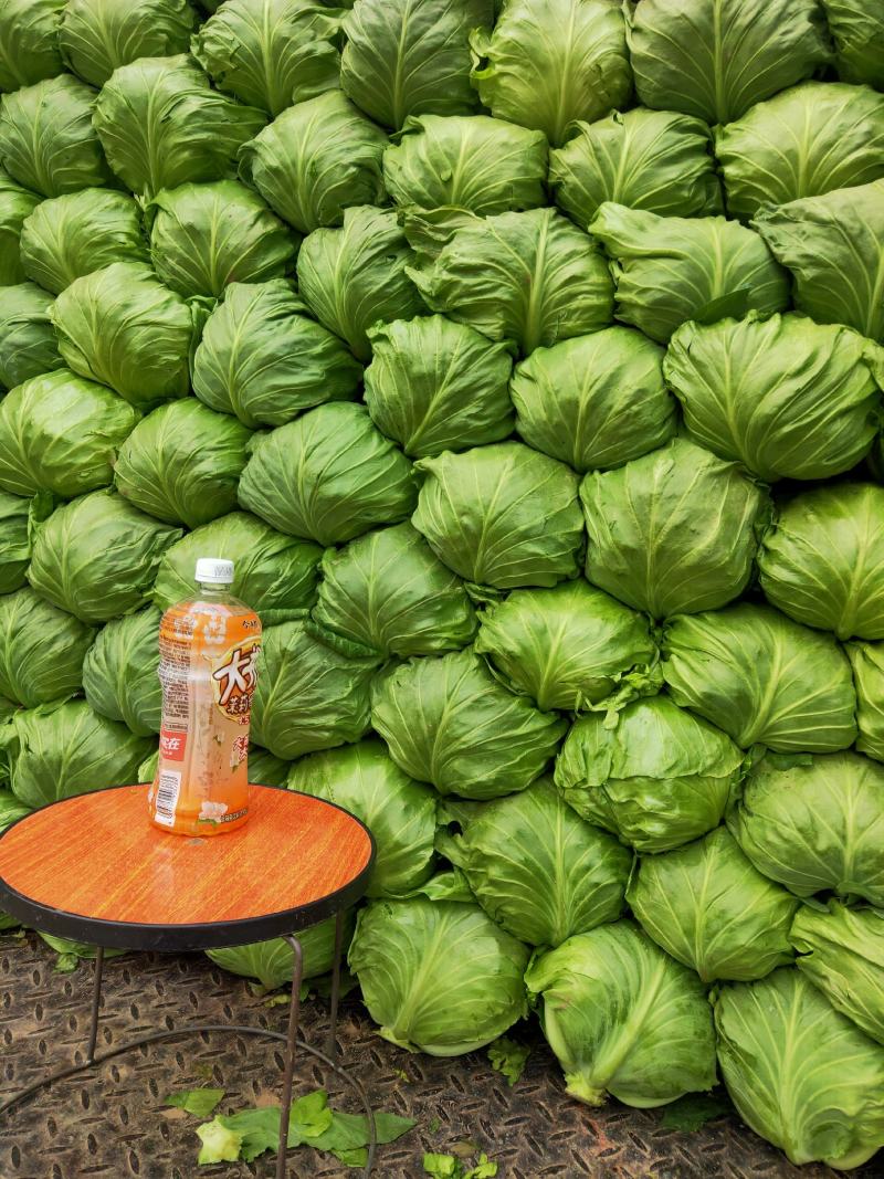 精品甘蓝