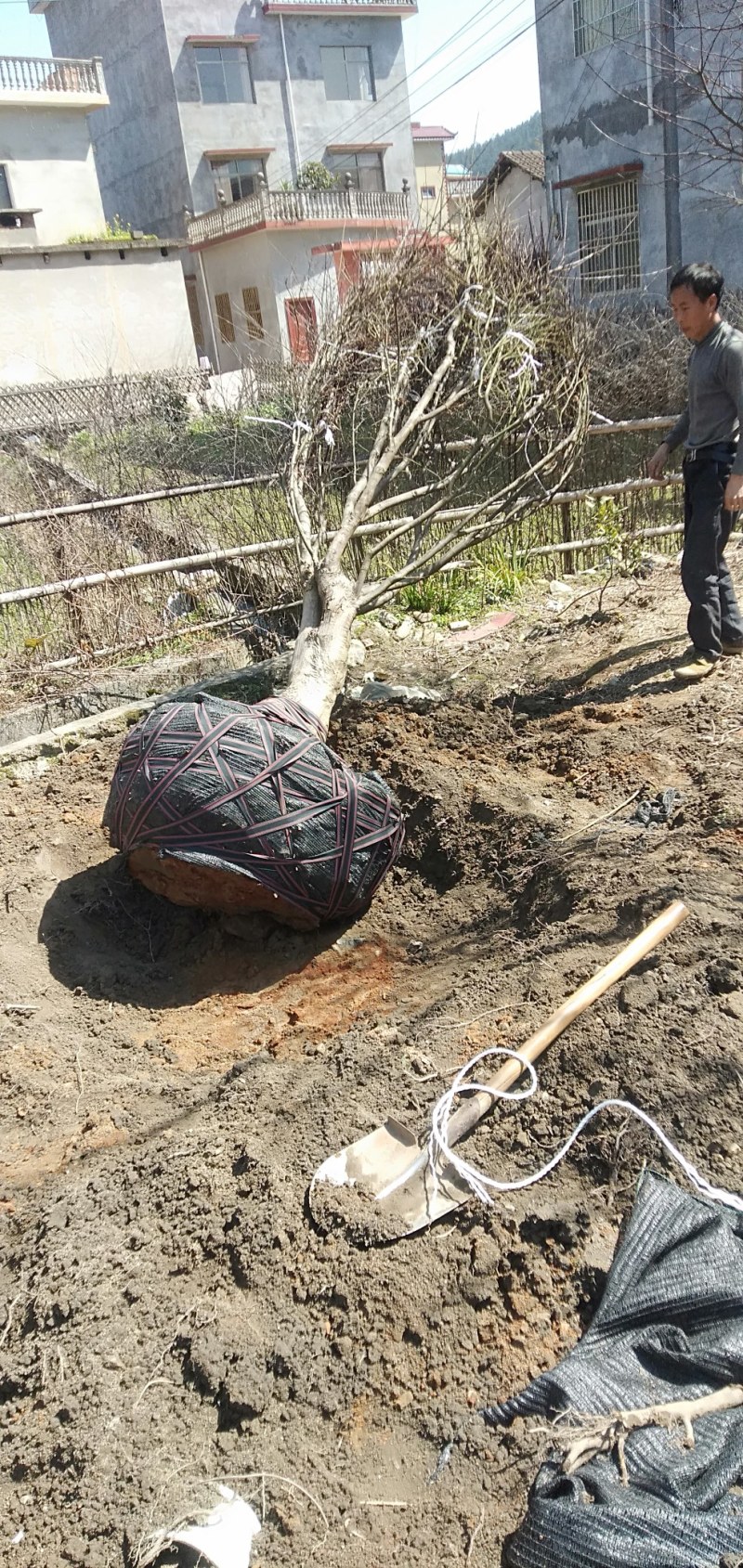 红枫古桩大量供应，需要的老板与我联系……