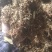 金银花黔西南州金银花统花产地直供无硫一吨起批