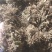 金银花黔西南州金银花统花产地直供无硫一吨起批
