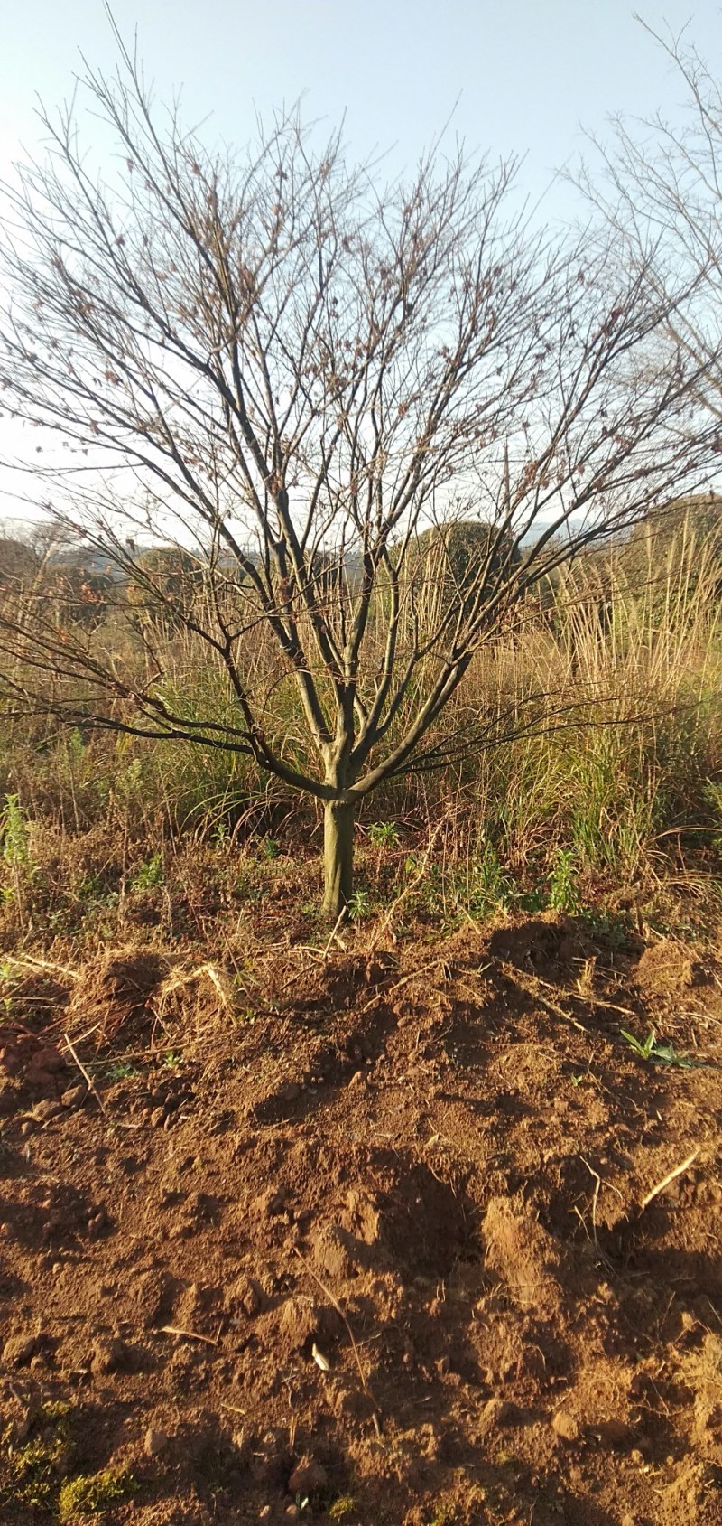 中国红跟日本红枫大量供应