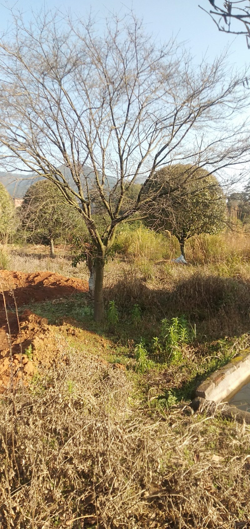 中国红跟日本红枫大量供应