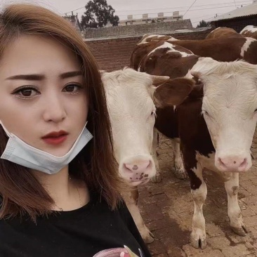 利木赞牛犊买十送二货到付款价格便宜全国包运包成活率