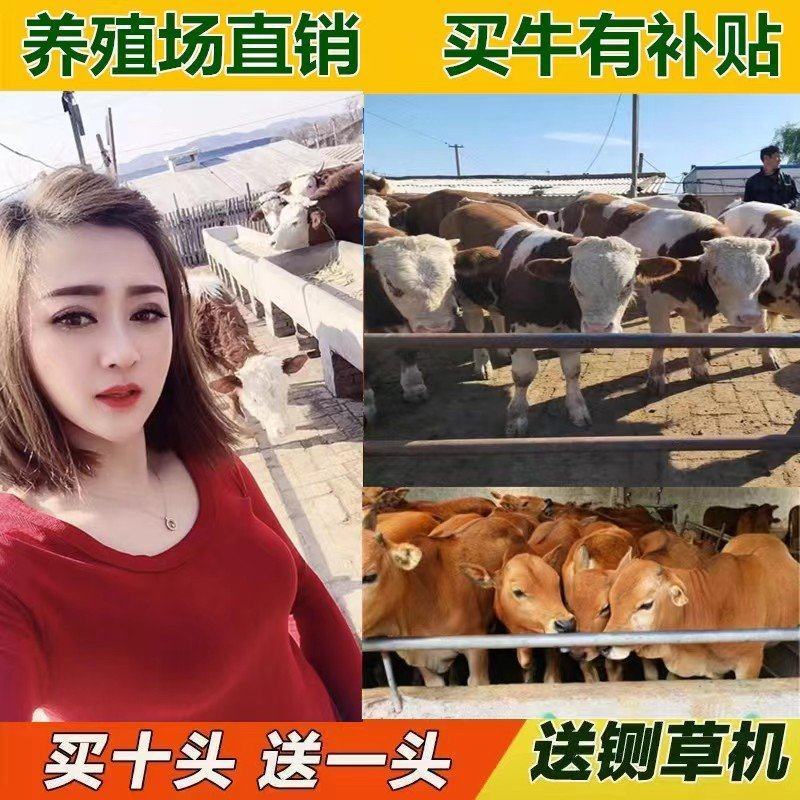 安格斯牛犊买十送二货到付款价格便宜全国包运包成活率
