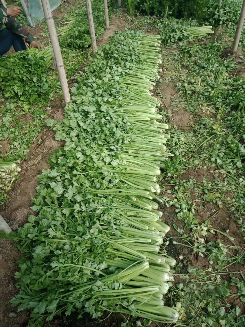 饶阳冷棚精品西芹，芹菜50cm以上，颜色亮，不空心