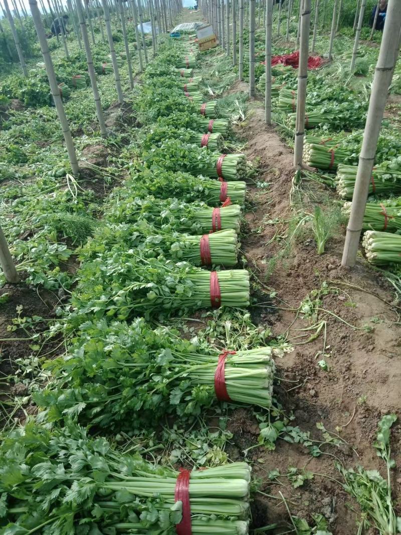 饶阳冷棚精品西芹，芹菜50cm以上，颜色亮，不空心