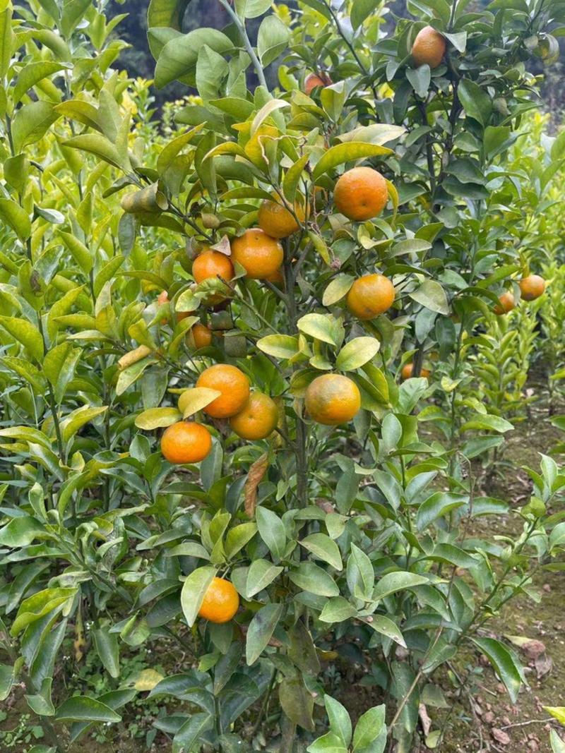 柑橘苗，基地直供，大量供应，量大从优，欢迎选购品种有保证